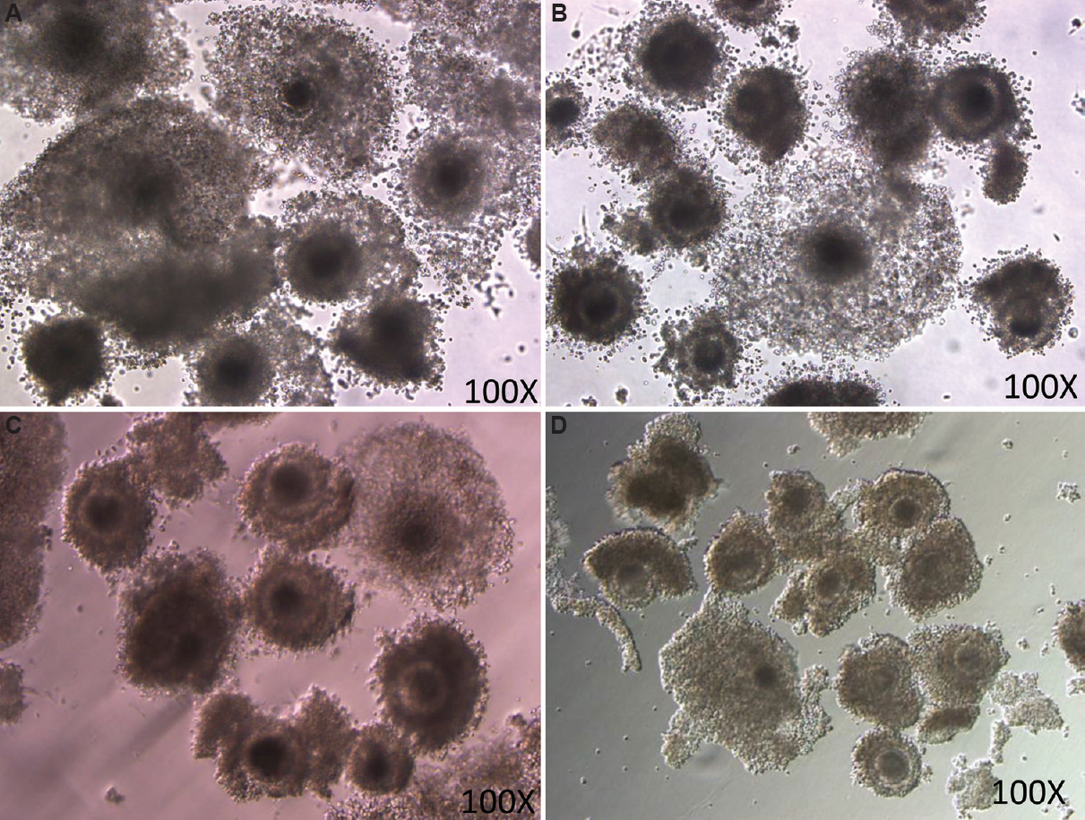 Cumulus expansion in different groups. COCs treated with different doses of roscovitine- (A) 12.5 μM; (B) 25 μM; (C) 50 μM; and (D) 100 μM.